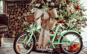 Reid Girls Classic 16" Bike, Teal, view 5 — view 5